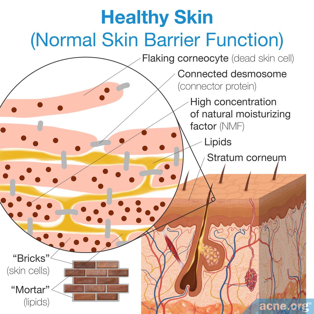 Normal Skin Products